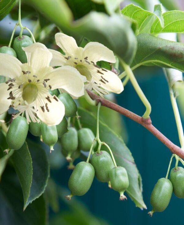 Actinidia Arguta Issai ( Dwarf Hardy Kiwi ) 9cm Pot Plant