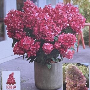 Hydrangea Paniculata 'Bonfire' 9cm Potted Perennial