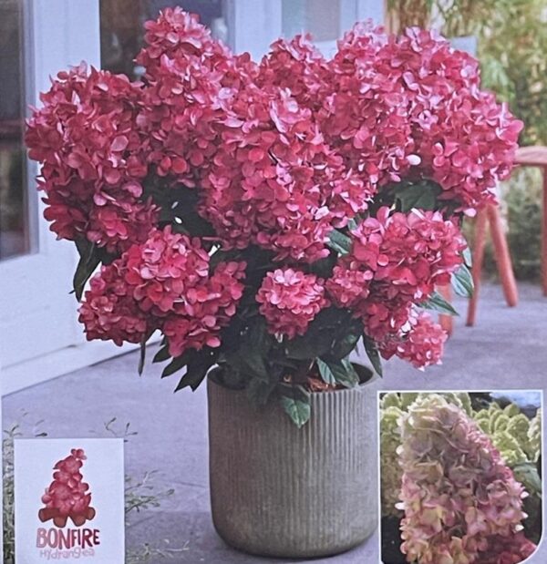 Hydrangea Paniculata 'Bonfire' 9cm Potted Perennial