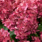 Hydrangea Paniculata 'Bonfire' 9cm Potted Perennial