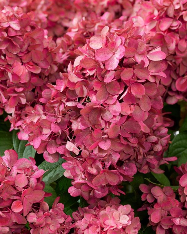 Hydrangea Paniculata 'Bonfire' 9cm Potted Perennial