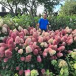 Hydrangea Paniculata 'Bonfire' 9cm Potted Perennial