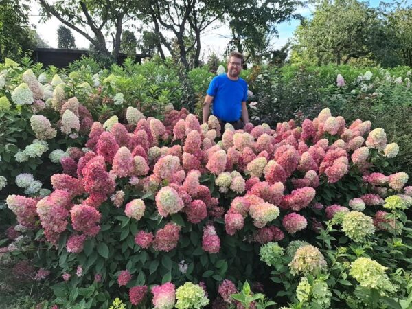 Hydrangea Paniculata 'Bonfire' 9cm Potted Perennial
