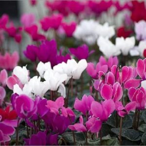 Mini Cyclamen 'Mini Winter Mix F1' Plug Plants Pack x12