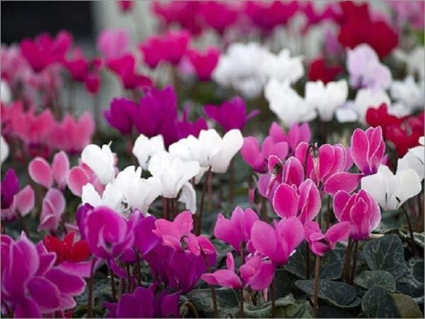 Mini Cyclamen 'Mini Winter Mix F1' Plug Plants Pack x12