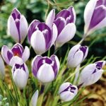 Pack 15 Crocus Bulbs 'Vanguard' WPC Prins Quality Spring Bulbs