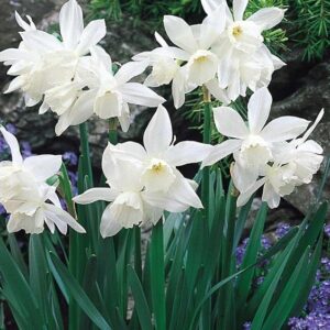 Pack 10 Dwarf Narcissus / Daffodil Bulbs Triandrus 'Thalia' WPC Prins