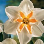 Pack 5 Narcissus Daffodil Bulbs 'Marie Jose' Spring Bulbs