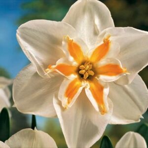 Pack 5 Narcissus Daffodil Bulbs 'Marie Jose' Spring Bulbs