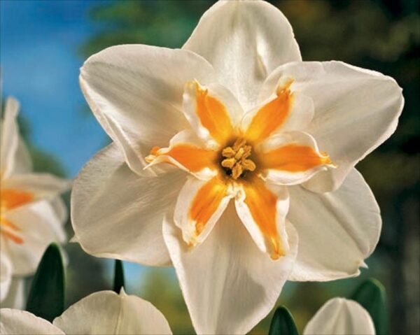 Pack 5 Narcissus Daffodil Bulbs 'Marie Jose' Spring Bulbs