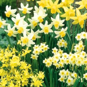 Narcissus/Daffodil Bulbs Miniature Dwarf Special Mix Value Pack x80