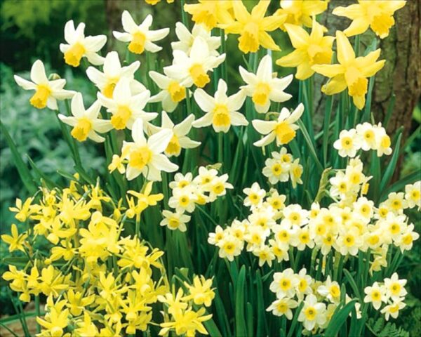 Narcissus/Daffodil Bulbs Miniature Dwarf Special Mix Value Pack x50