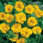Geum 'Lady Stratheden' Perennial LARGE Plug Plants Pack x3