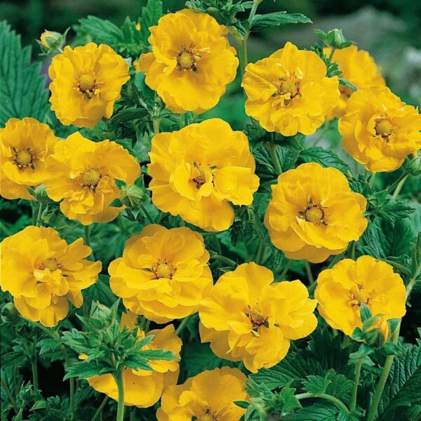 Geum 'Lady Stratheden' Perennial LARGE Plug Plants Pack x3
