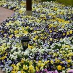 Trailing / Spreading Pansy Cool Wave® Mix Plug Plants Pack x6