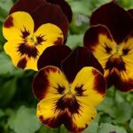 Trailing / Spreading Pansy Cool Wave® Fire Plug Plants Pack x6