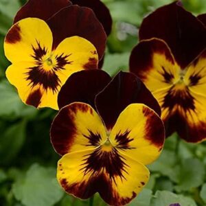 Trailing / Spreading Pansy Cool Wave® Fire Plug Plants Pack x6