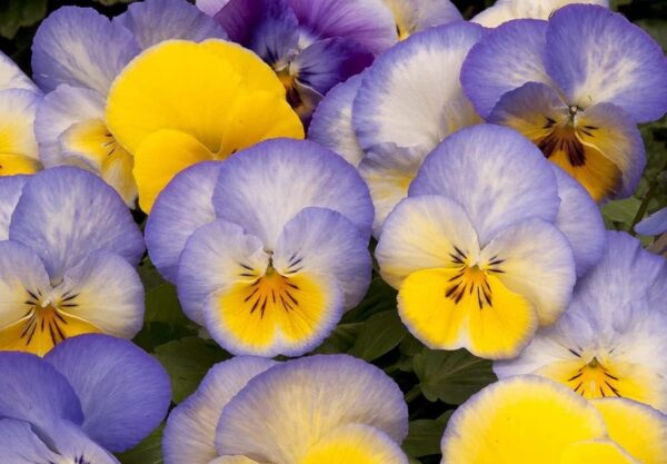 Trailing / Spreading Pansy Cool Wave® Blueberry Swirl Plug Plants Pack x6