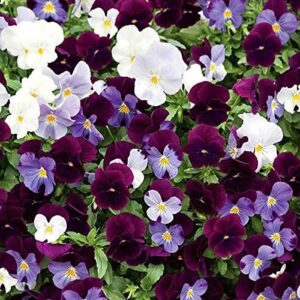 Trailing / Spreading Pansy Cool Wave® Berries N Cream Plug Plants Pack x6
