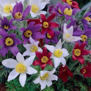 Pulsatilla Vulgaris Pulsar Mixed Perennial (LARGE) Plug Plants Pack x6