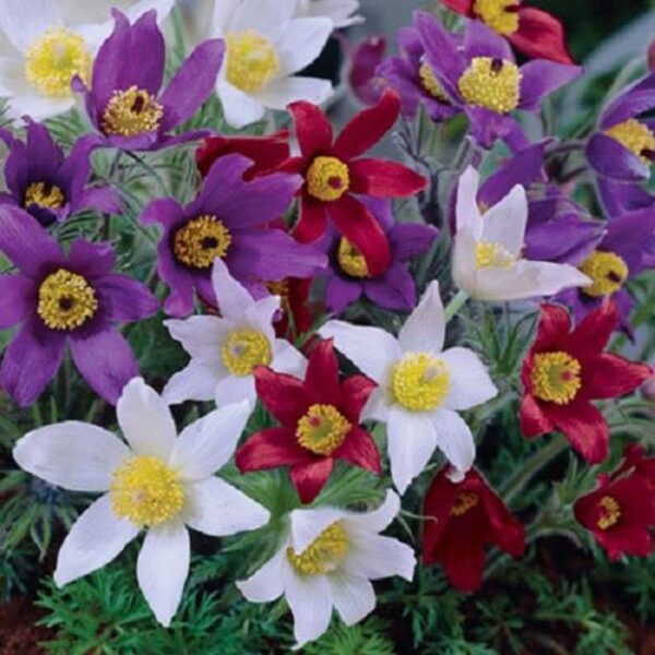Pulsatilla Vulgaris Mixed Perennial (LARGE) Plug Plants Pack x6