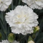 Dianthus Scent First® 'Memories' Pinks Perennial Plug Plants Pack x6