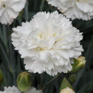 Dianthus Scent First® 'Memories' Pinks Perennial Plug Plants Pack x6