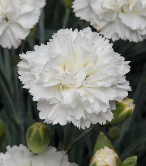 Dianthus Scent First® 'Memories' Pinks Perennial Plug Plants Pack x6