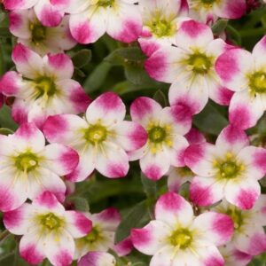 Saxifraga Arendsii 'Marto Red'' Alpine Rockery Perennial Plug Plants Pack x6
