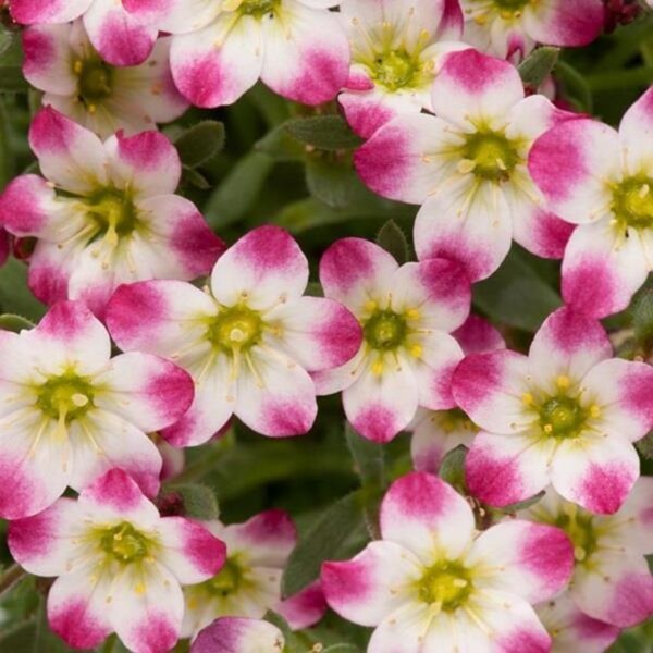 Saxifraga Arendsii 'Marto Red'' Alpine Rockery Perennial Plug Plants Pack x6