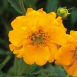Geum 'Lady Stratheden' Perennial LARGE Plug Plants Pack x3