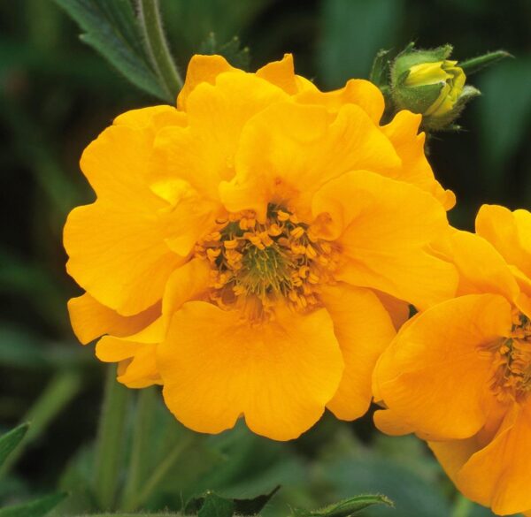 Geum 'Lady Stratheden' Perennial LARGE Plug Plants Pack x3