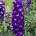 Delphinium Magic Fountains 'Dk Blue/White Bee' Perennial XXL Supersize Plug Plants Pack x3
