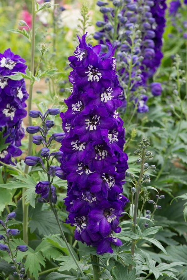 Delphinium Magic Fountains 'Dk Blue/White Bee' Perennial XXL Supersize Plug Plants Pack x3