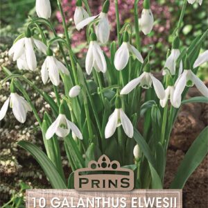 Snowdrop Bulbs 'Single White' WPC Prins Quality Spring Bulbs Pack 10