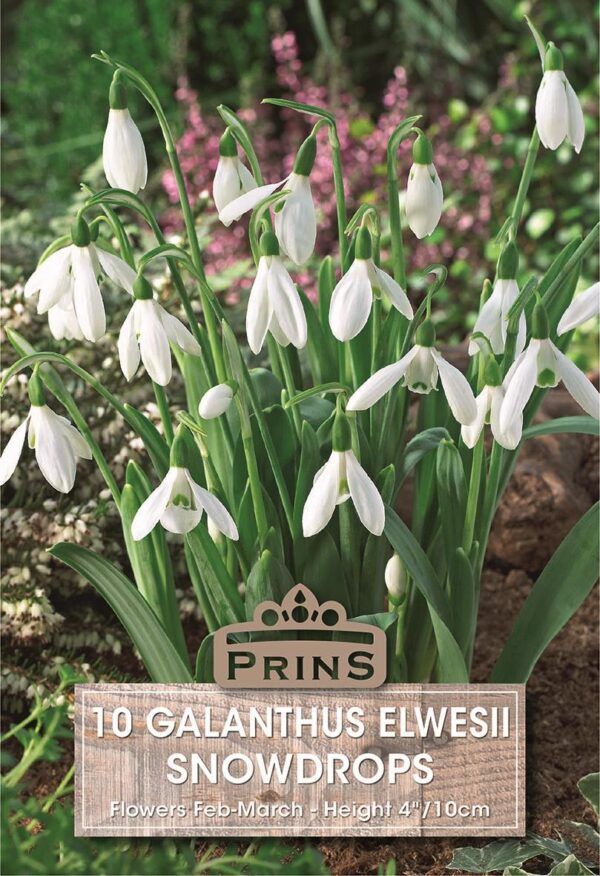 Snowdrop Bulbs 'Single White' WPC Prins Quality Spring Bulbs Pack 10