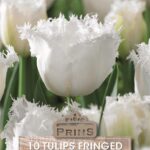 Tulip Fringed White 'Honeymoon' Pack x10 Spring Bulbs
