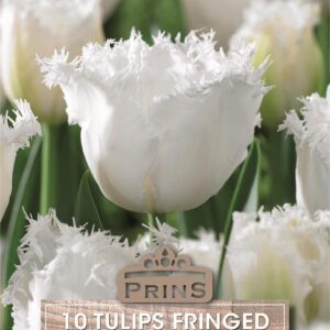 Tulip Fringed White 'Honeymoon' Pack x10 Spring Bulbs