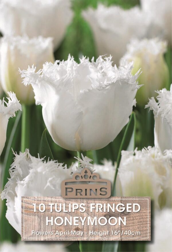 Tulip Fringed White 'Honeymoon' Pack x10 Spring Bulbs