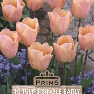 Pack 10 Triumph Tulip Bulb 'Apricot Foxx' Spring Flowering Bulbs