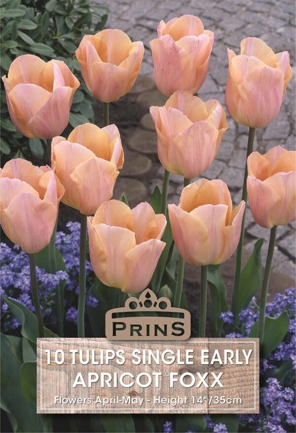 Pack 10 Triumph Tulip Bulb 'Apricot Foxx' Spring Flowering Bulbs