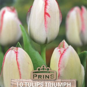 Tulip Bulb / Tulipa 'Hugs and Kisses' Pack x10 Bulbs
