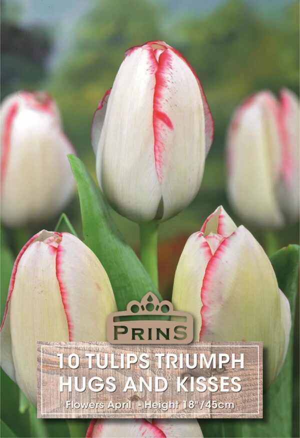 Tulip Bulb / Tulipa 'Hugs and Kisses' Pack x10 Bulbs