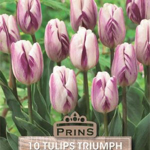 Triumph Garden Tulip Bulbs 'Flaming Flag' WPC Prins Pack x10