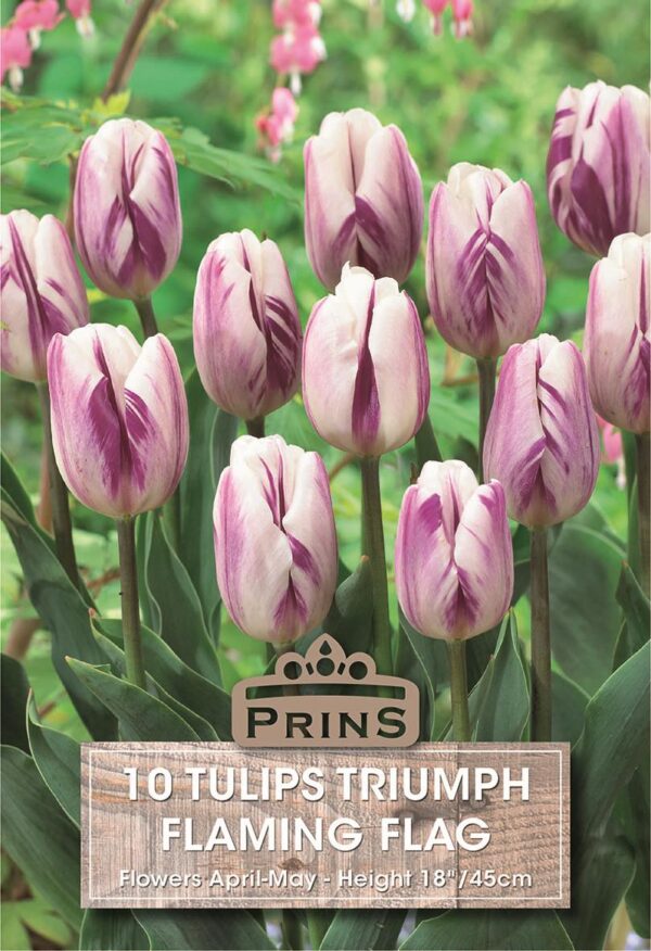 Triumph Garden Tulip Bulbs 'Flaming Flag' WPC Prins Pack x10
