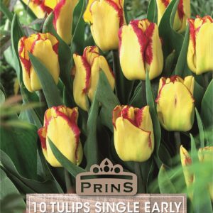 Pack 10 Garden Tulip Bulb 'Cape Town' Spring Flowering Bulbs