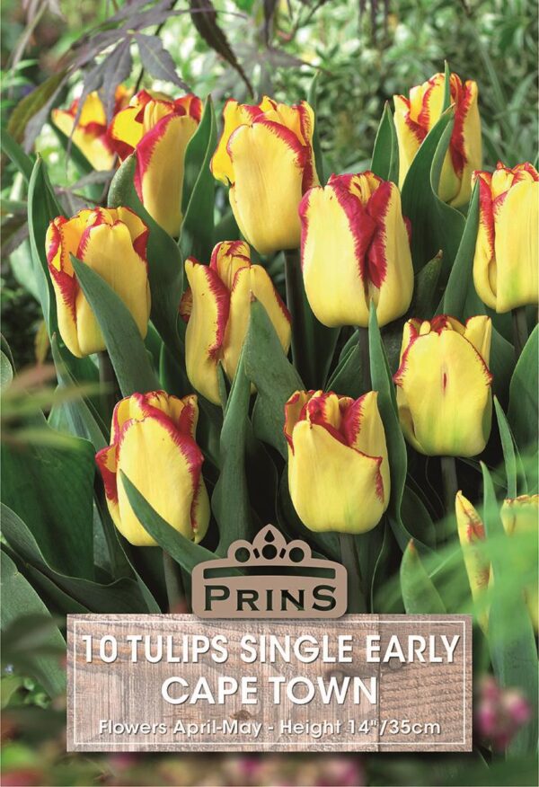 Pack 10 Garden Tulip Bulb 'Cape Town' Spring Flowering Bulbs