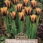 Pack 10 Triump Tulip Bulbs 'Gavota' Spring Bulbs WPC Prins Quality