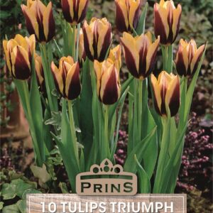 Pack 10 Triump Tulip Bulbs 'Gavota' Spring Bulbs WPC Prins Quality