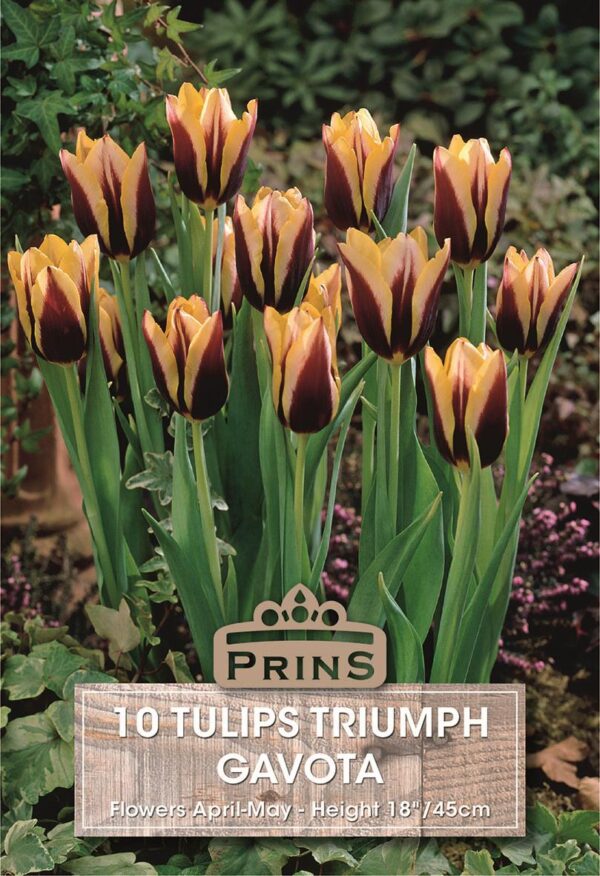 Pack 10 Triump Tulip Bulbs 'Gavota' Spring Bulbs WPC Prins Quality